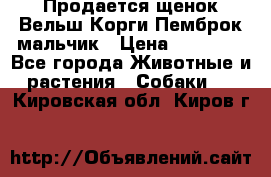 Продается щенок Вельш Корги Пемброк мальчик › Цена ­ 65 000 - Все города Животные и растения » Собаки   . Кировская обл.,Киров г.